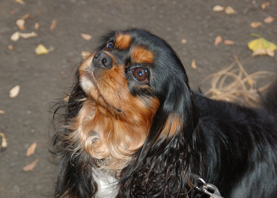 日比谷公園など