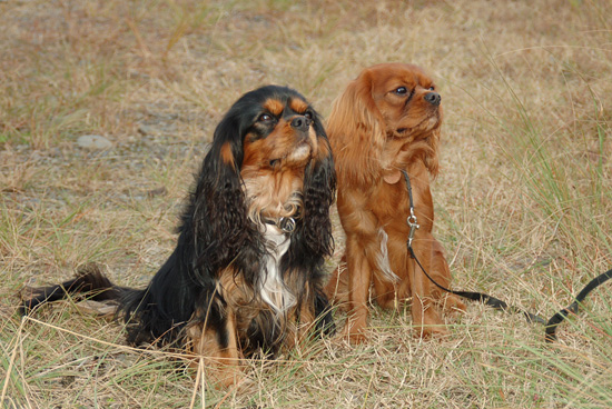日比谷公園など