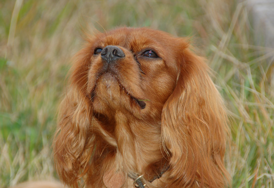 日比谷公園など
