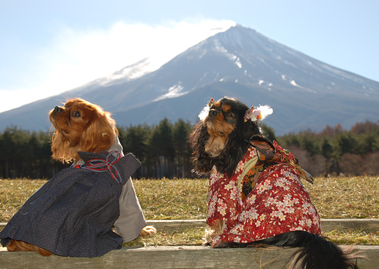 富士山ふもとへ