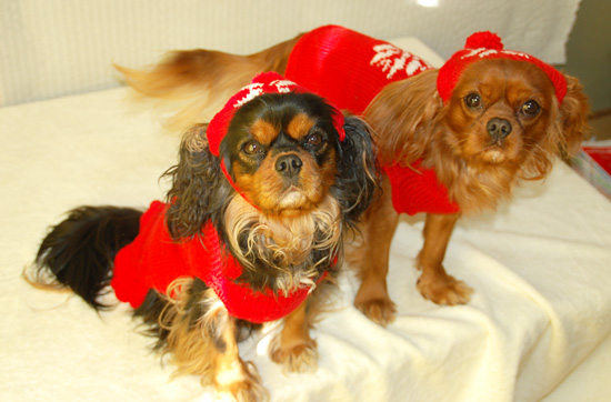 手編みのセーター