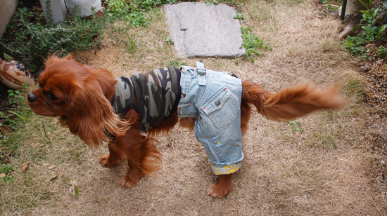 わんこジーンズ