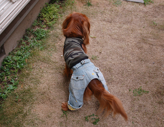 わんこジーンズ