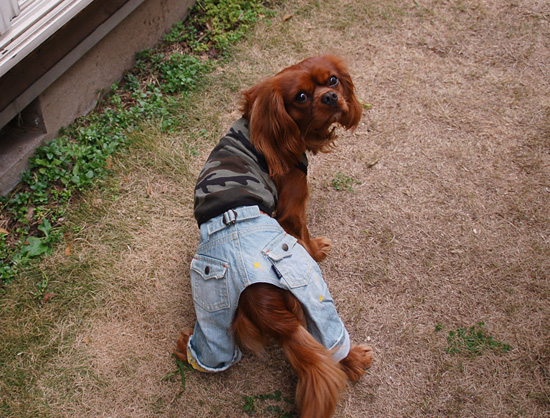 わんこジーンズ