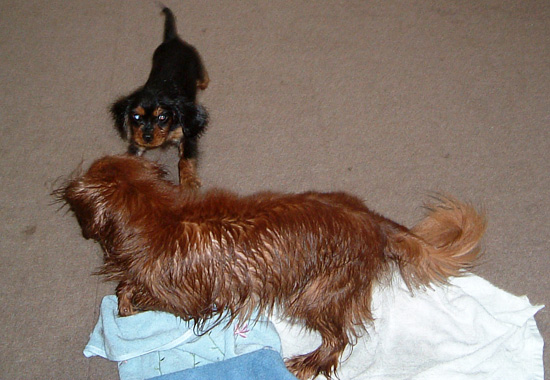 シャンプーハイ