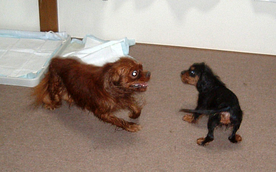 シャンプーハイ