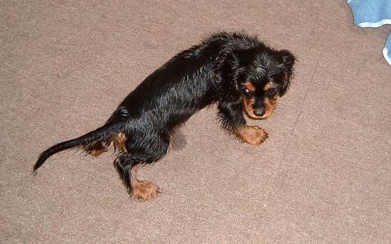 シャンプーハイ