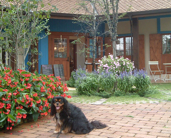 八王子の木になるお店