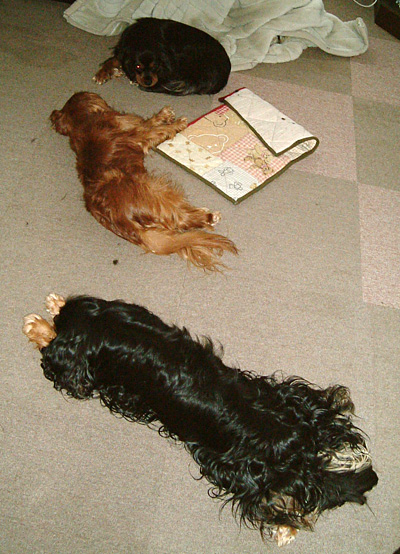 たいくつな子ら