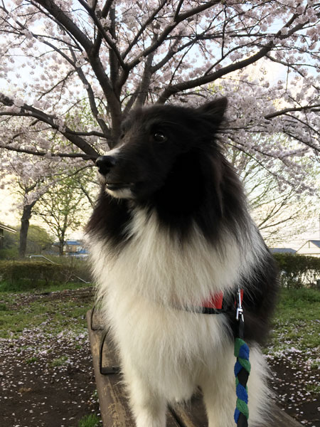 桜