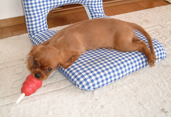 ひょうきんな星夏