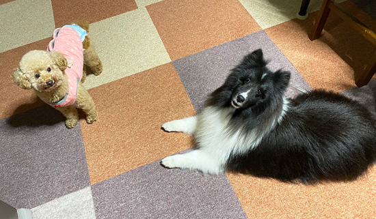 トライアル７日目