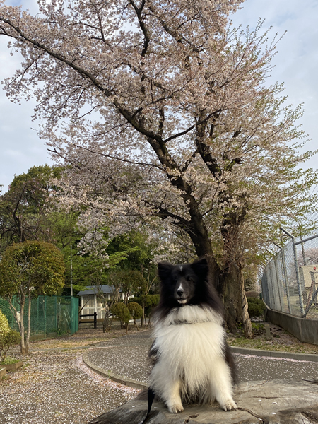 桜と夏生