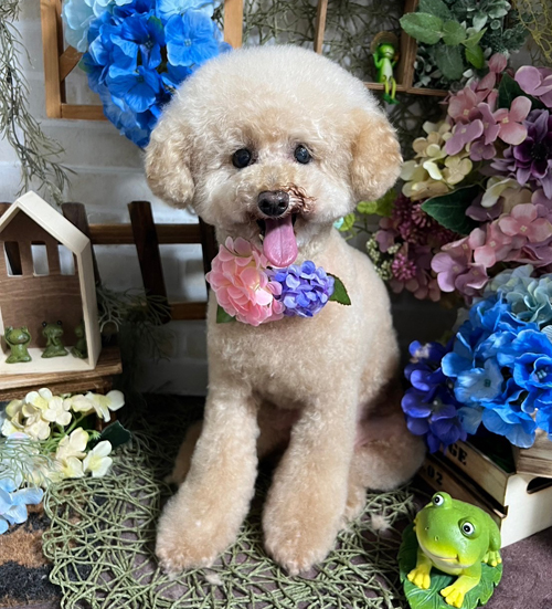 陽夏花トリミング