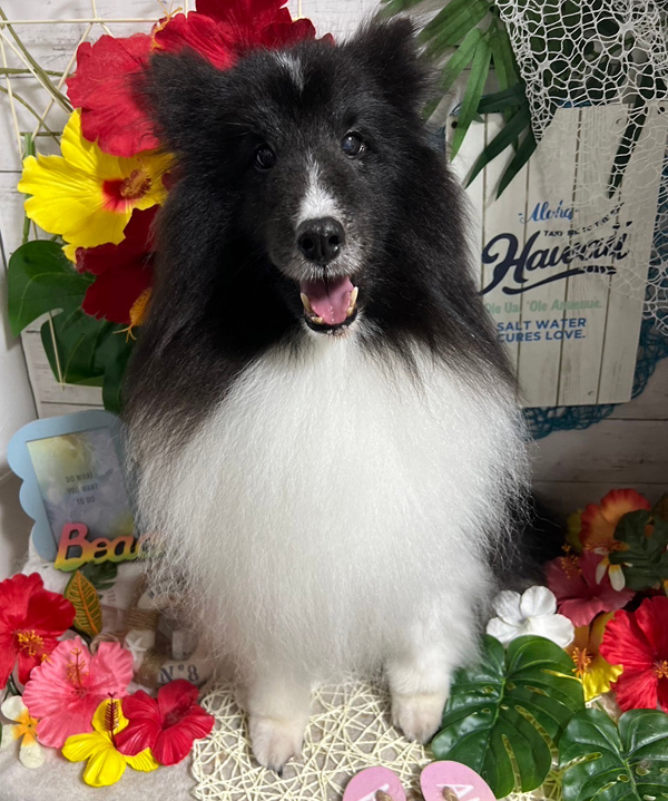 Dog's Salon まめつぶ