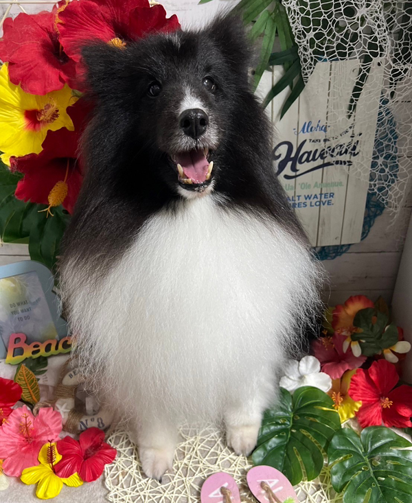 Dog's Salon まめつぶ