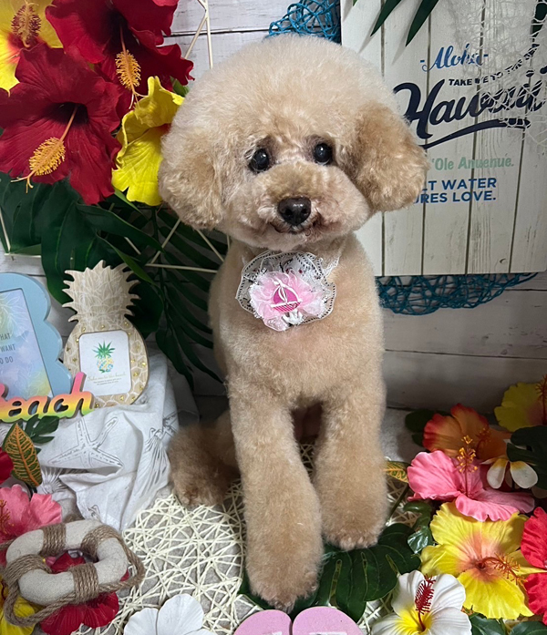 Dog's Salon まめつぶ