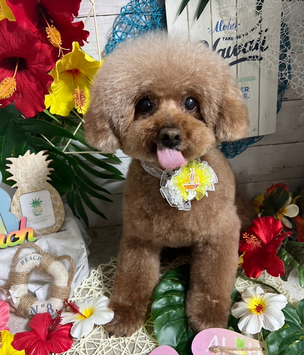 Dog's Salon まめつぶ