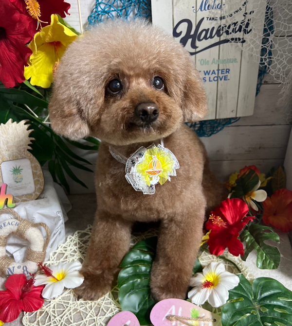 Dog's Salon まめつぶ