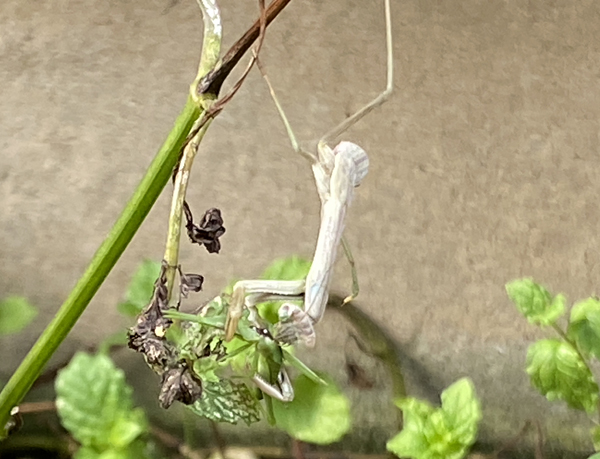 バッタを食べるカマキリ