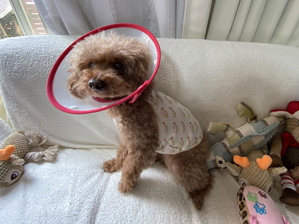 エリザベスカラー