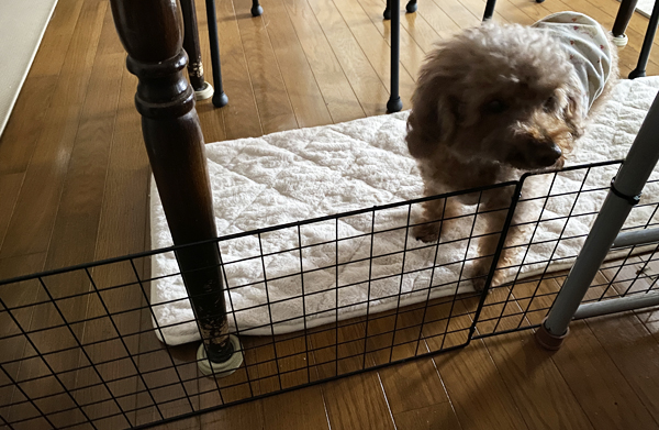老犬が入れないように柵をつける