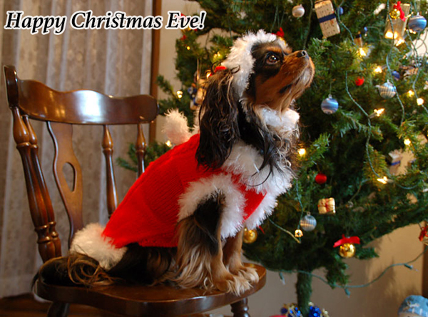 キャバリア小夏