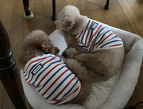 伊奴寝子（いぬねこ）社