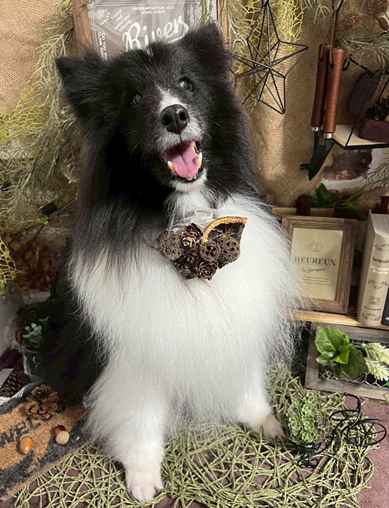 Dog's Salon まめつぶ