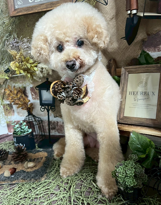 Dog's Salon まめつぶ