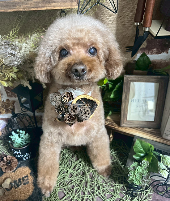 Dog's Salon まめつぶ