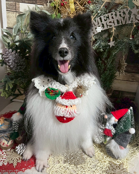 Dog's Salon まめつぶ