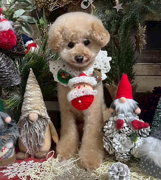 Dog's Salon まめつぶ