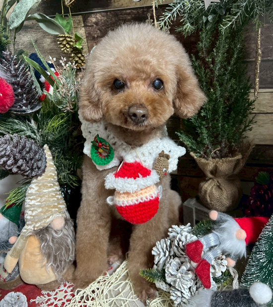 Dog's Salon まめつぶ