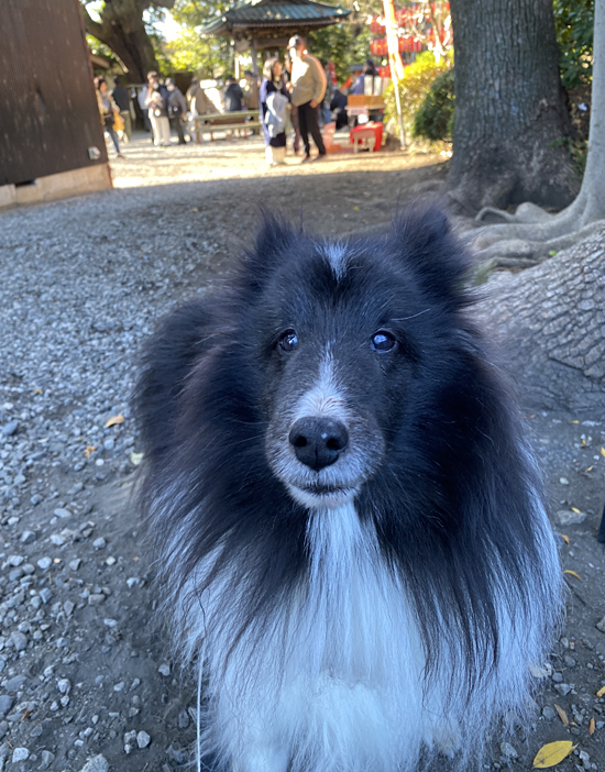 伊奴寝子（いぬねこ）社