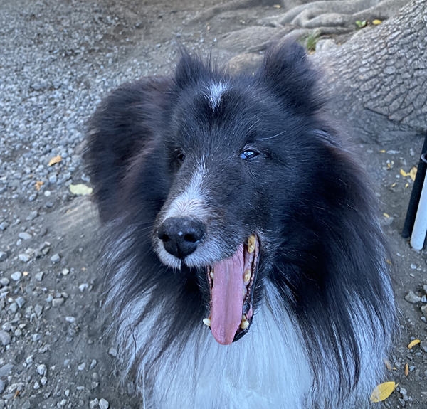 伊奴寝子（いぬねこ）社