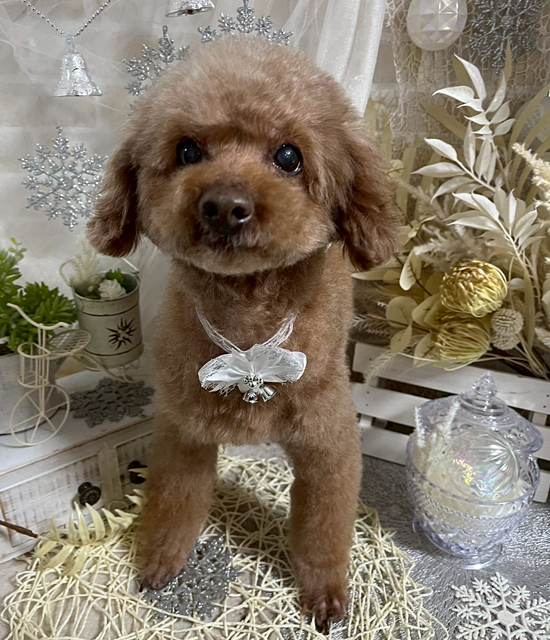 Dog's Salon まめつぶ