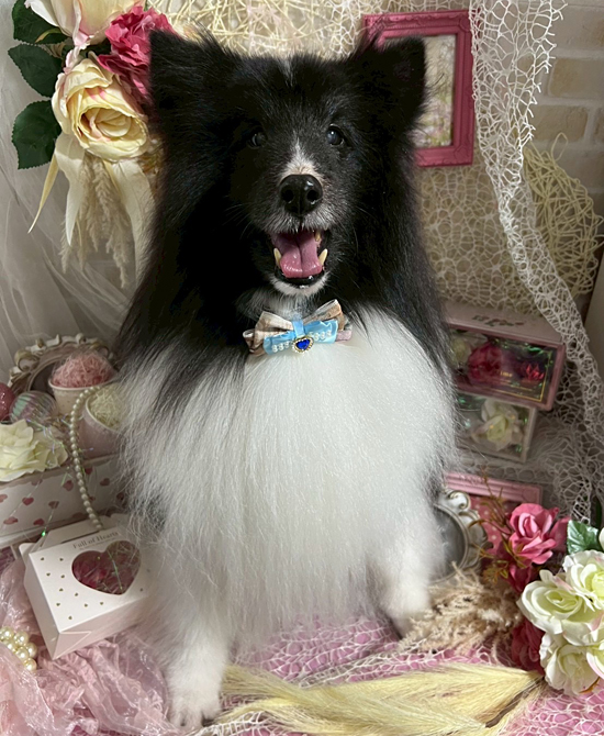 Dog's Salon まめつぶ